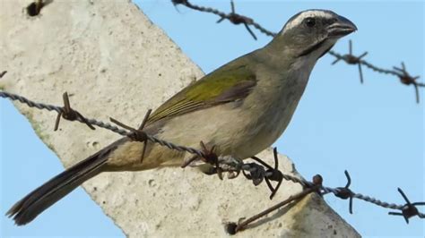 trinca ferro femea.
